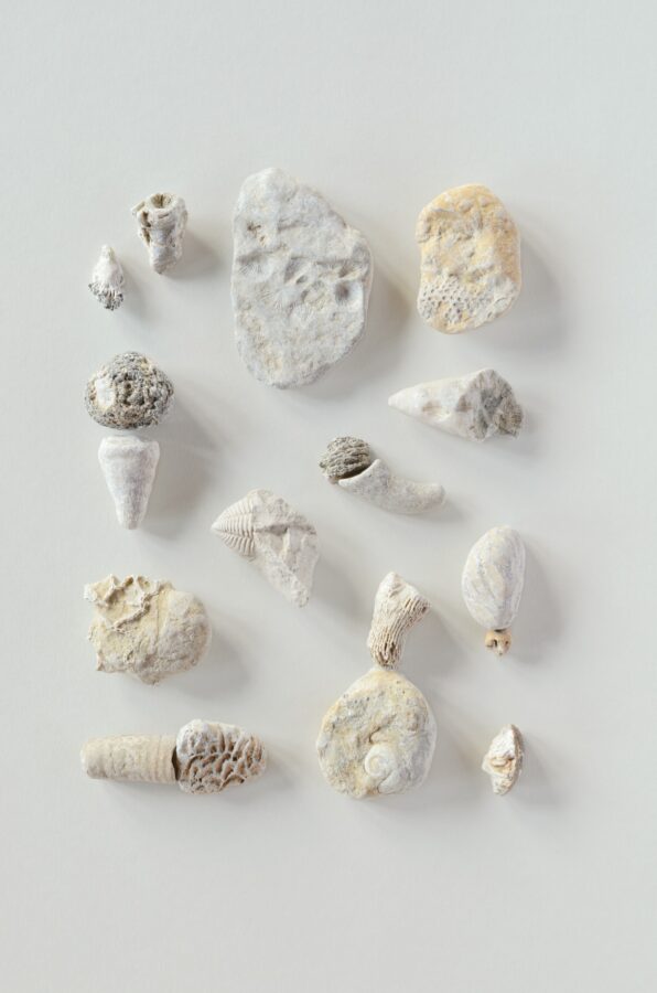 A flat-lay photographic composition of fossils collected from the shore on a light background.